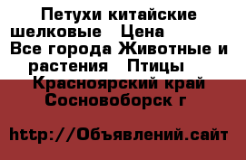 Петухи китайские шелковые › Цена ­ 1 000 - Все города Животные и растения » Птицы   . Красноярский край,Сосновоборск г.